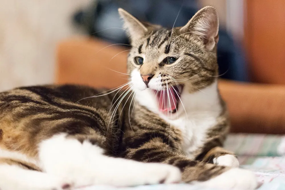 Vocalizing common in elderly cats