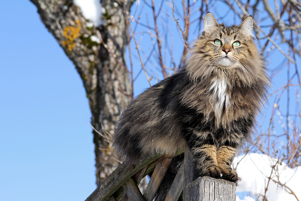 Getting to know the Norwegian Forest Cat