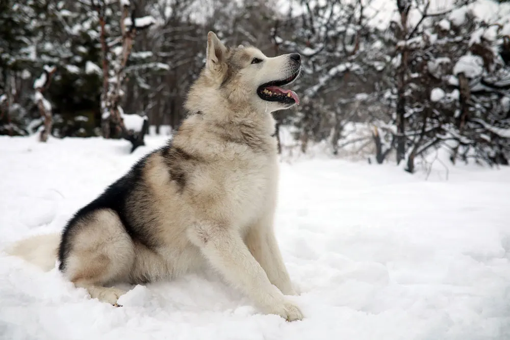 Alaskan Malamute in snowy field