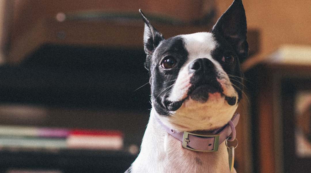 Figo Premium Health Insurance Plans For Cats And Dogs figo-premium-health-insurance-plans-for-cats-and-dogs