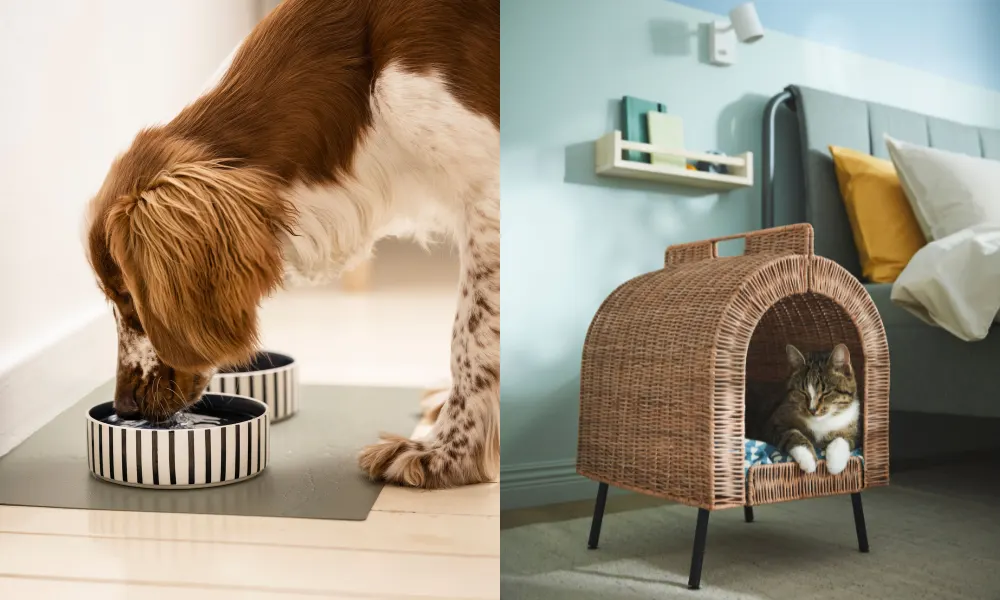 dog eating out of striped bowls and cat sitting in cat house