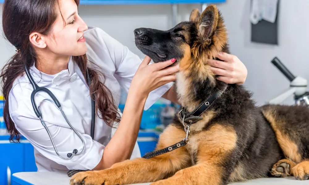 vet with German shepherd puppy