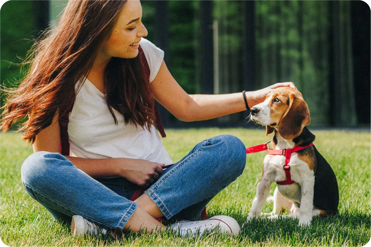 beagle sitting with woman in grass