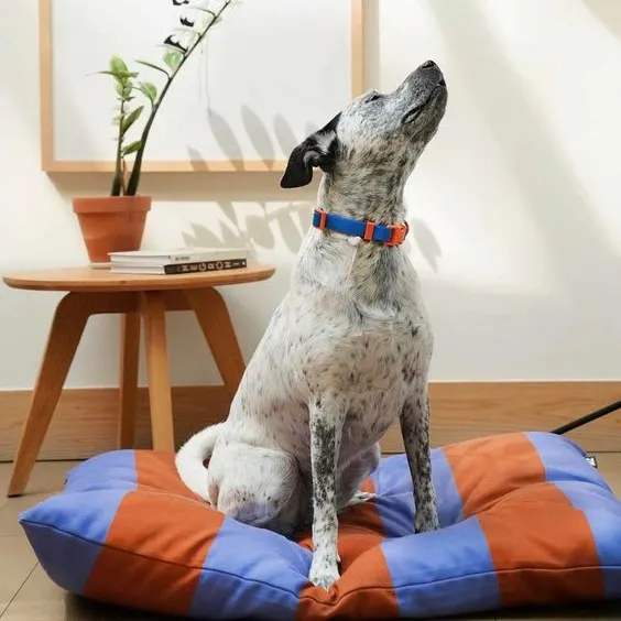 funky striped dog bed