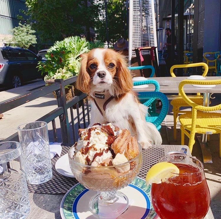 Dog sitting at table with food on dog-friendly patio