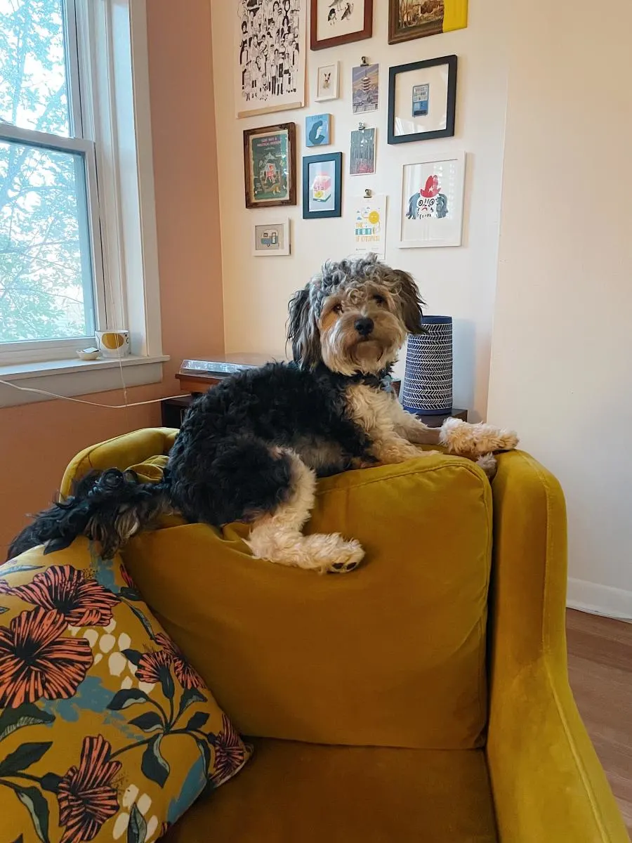 Small dog sitting on yellow chair