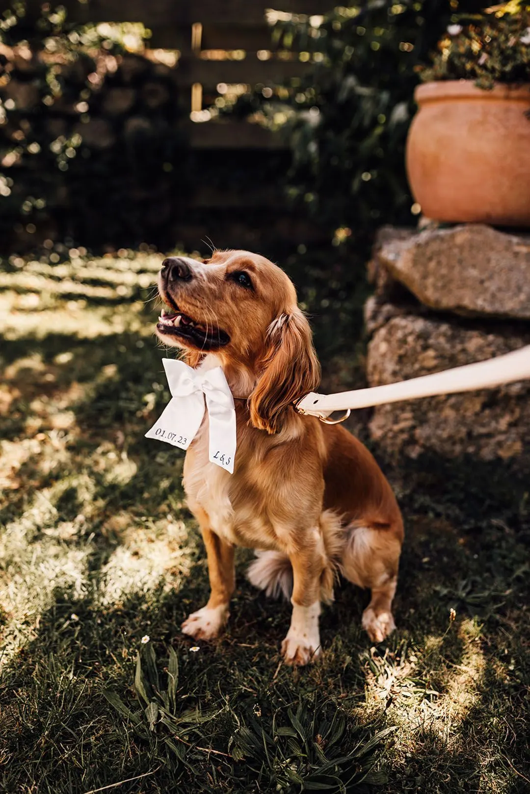 dog in bowtie looking up outside