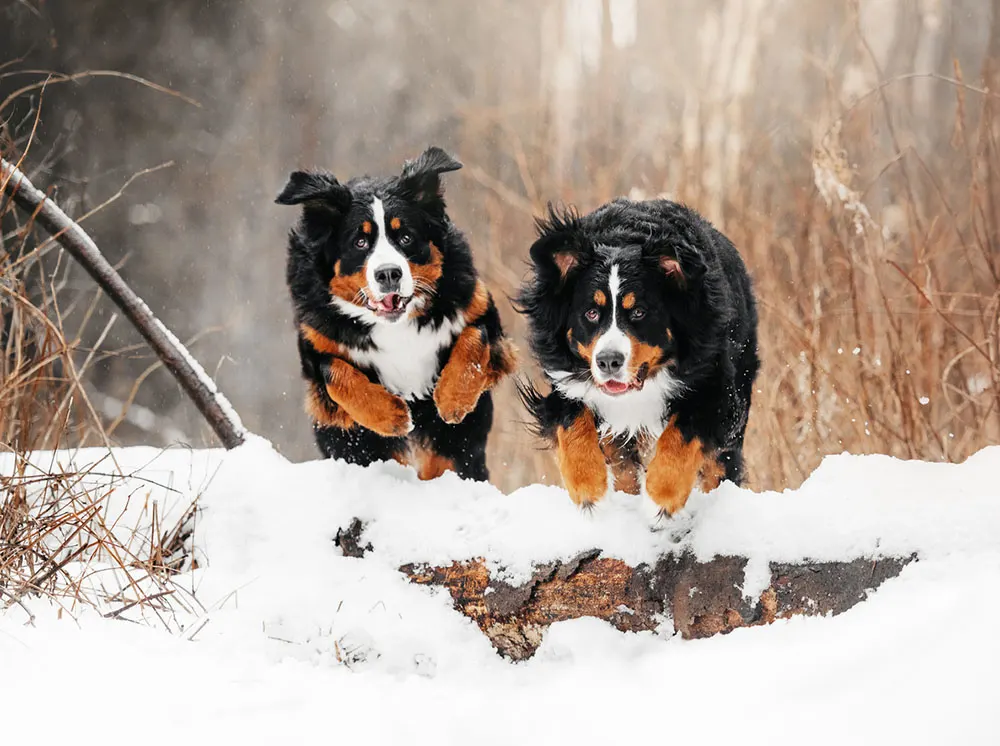 two Bernese Mountain Dogs running in snow