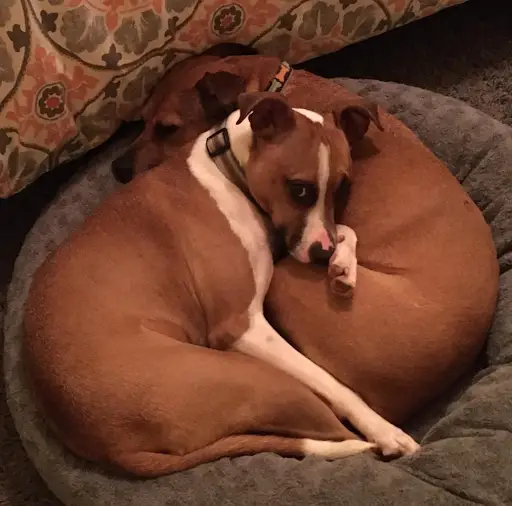 two rescue dogs sleep together in bed
