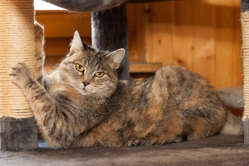 Teach your cat to stop scratching furniture