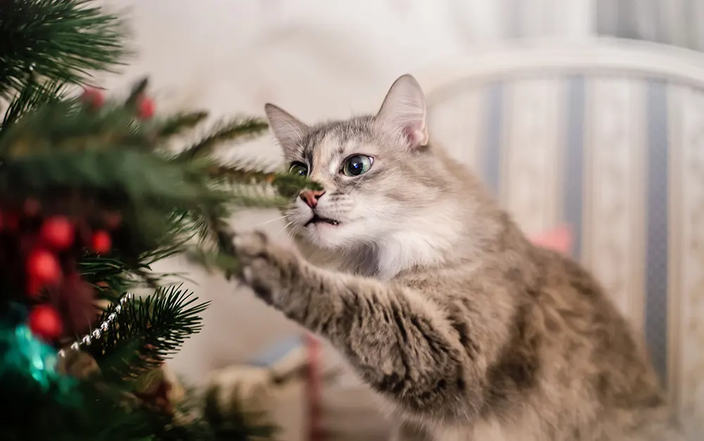 Cats and holiday decorations