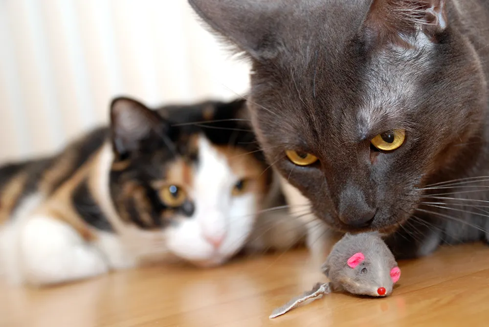 Cats 101: Understanding basic cat behavior