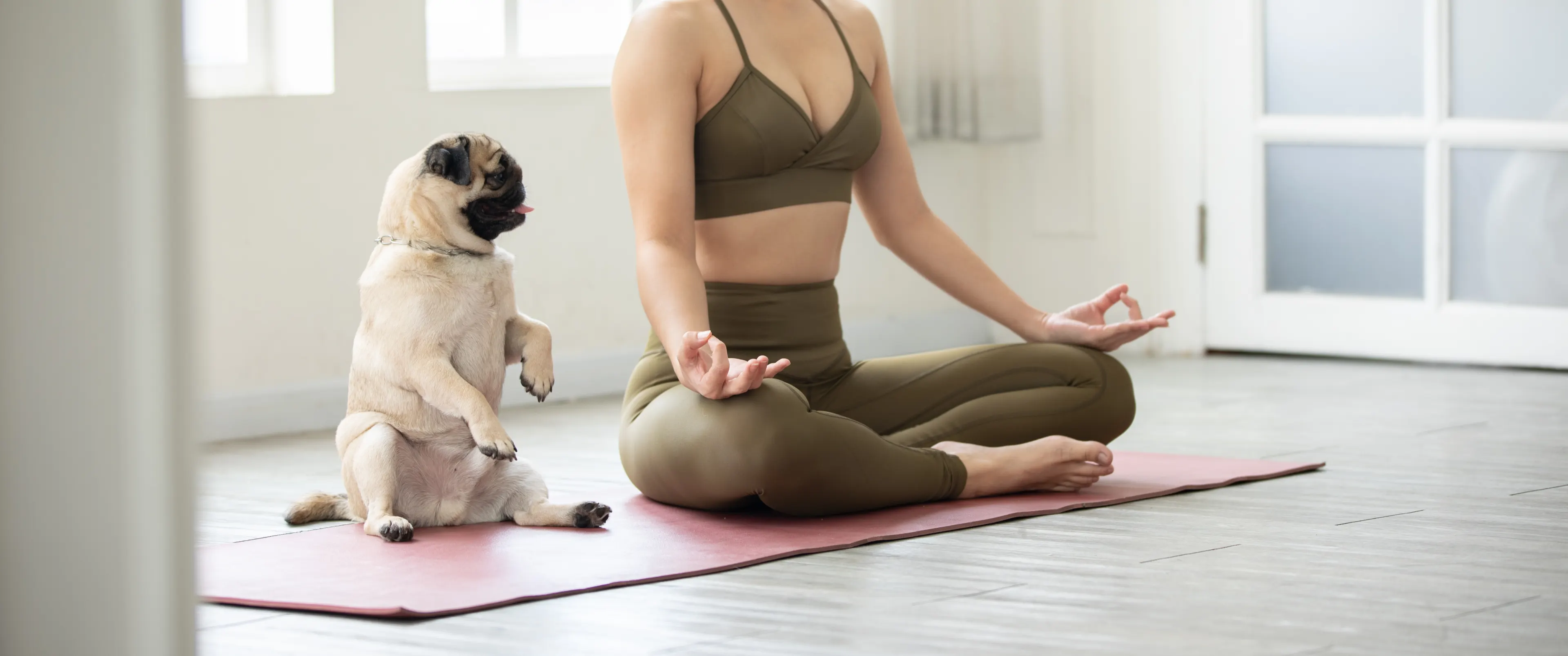 Pug and Woman Doing Yoga