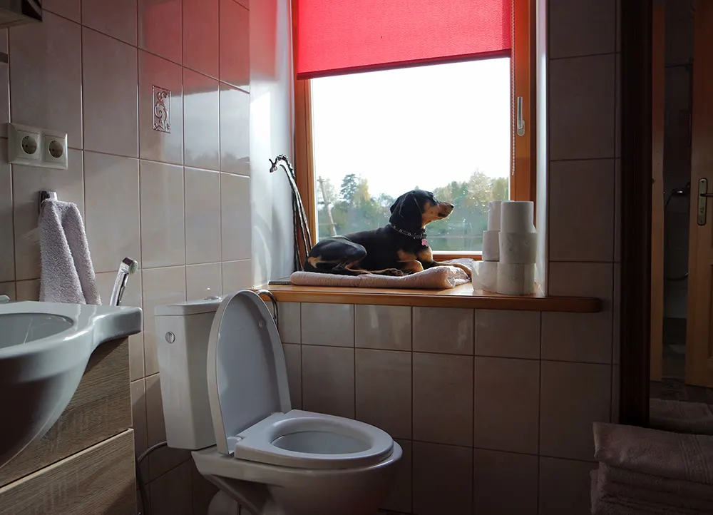 Prevent pets from drinking toilet water