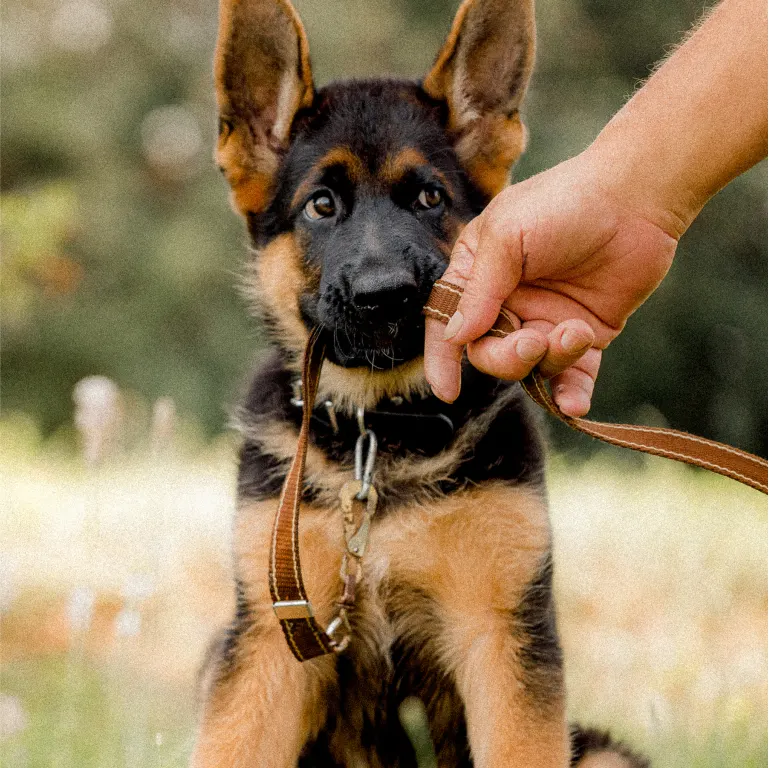 german-shepard-puppy-testimonial
