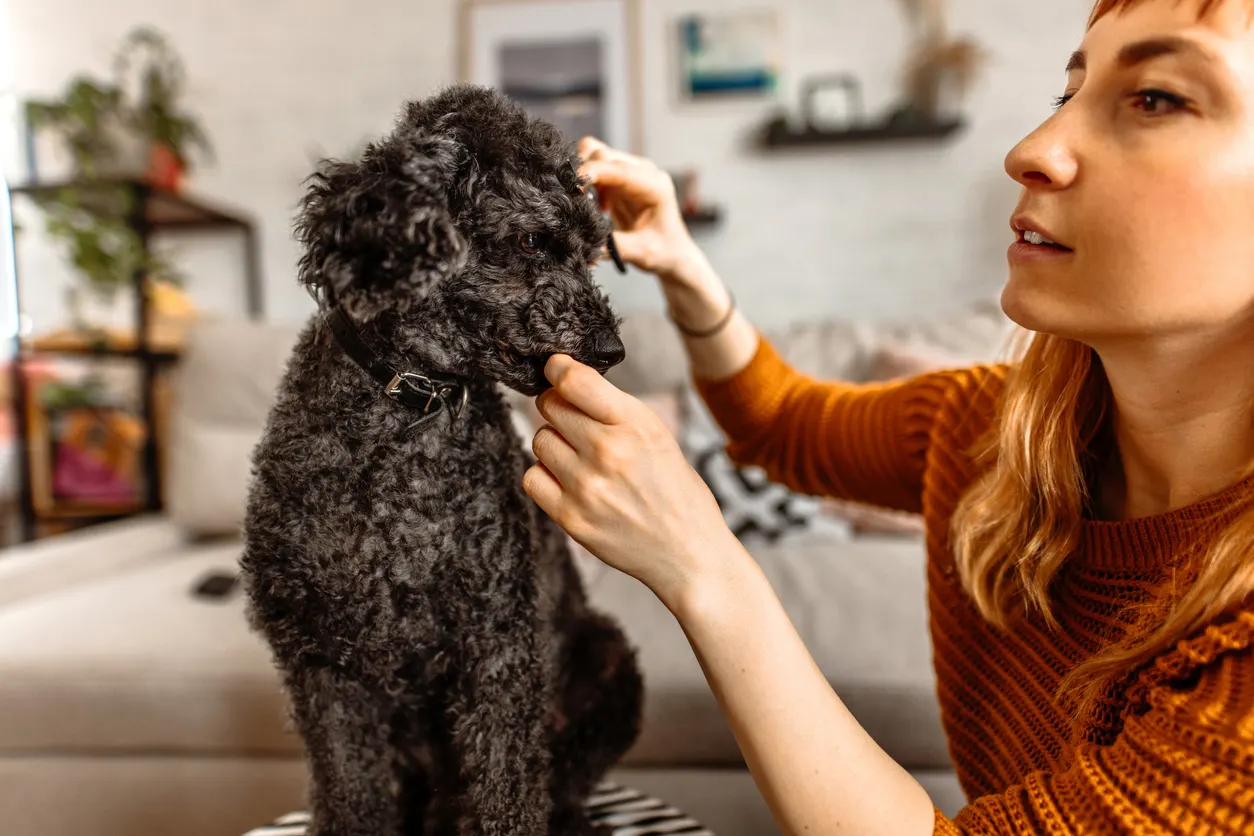 woman cutting dog's hair in living room