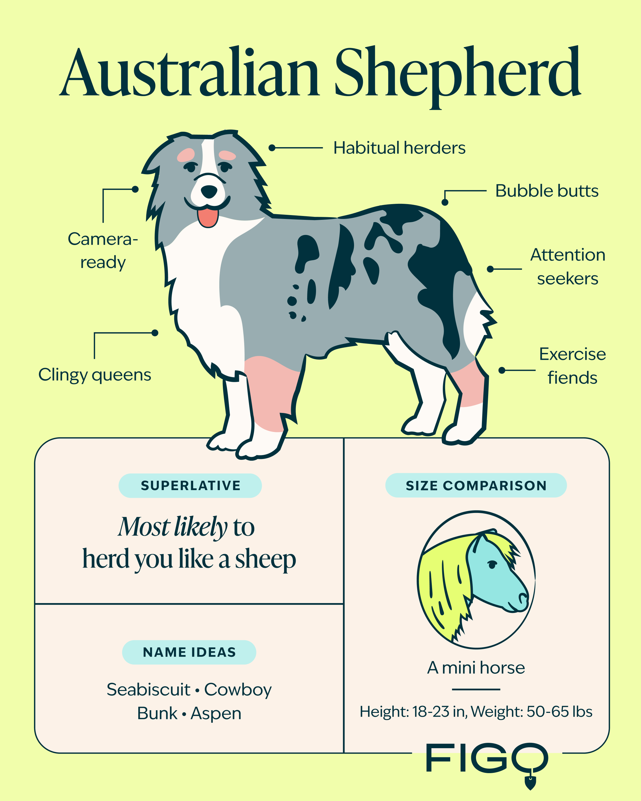 Mini Australian Shepherd Breed Guide