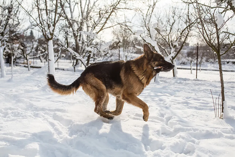 Keeping big dogs active in the winter