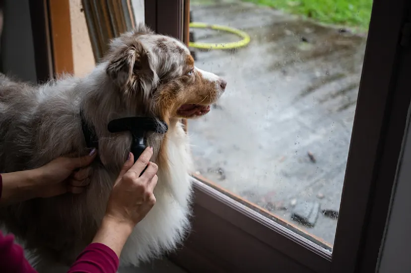 Shocking Truth About Australian Shepherd Breeders Near Me You Wont Believe 3 - fe04o68
