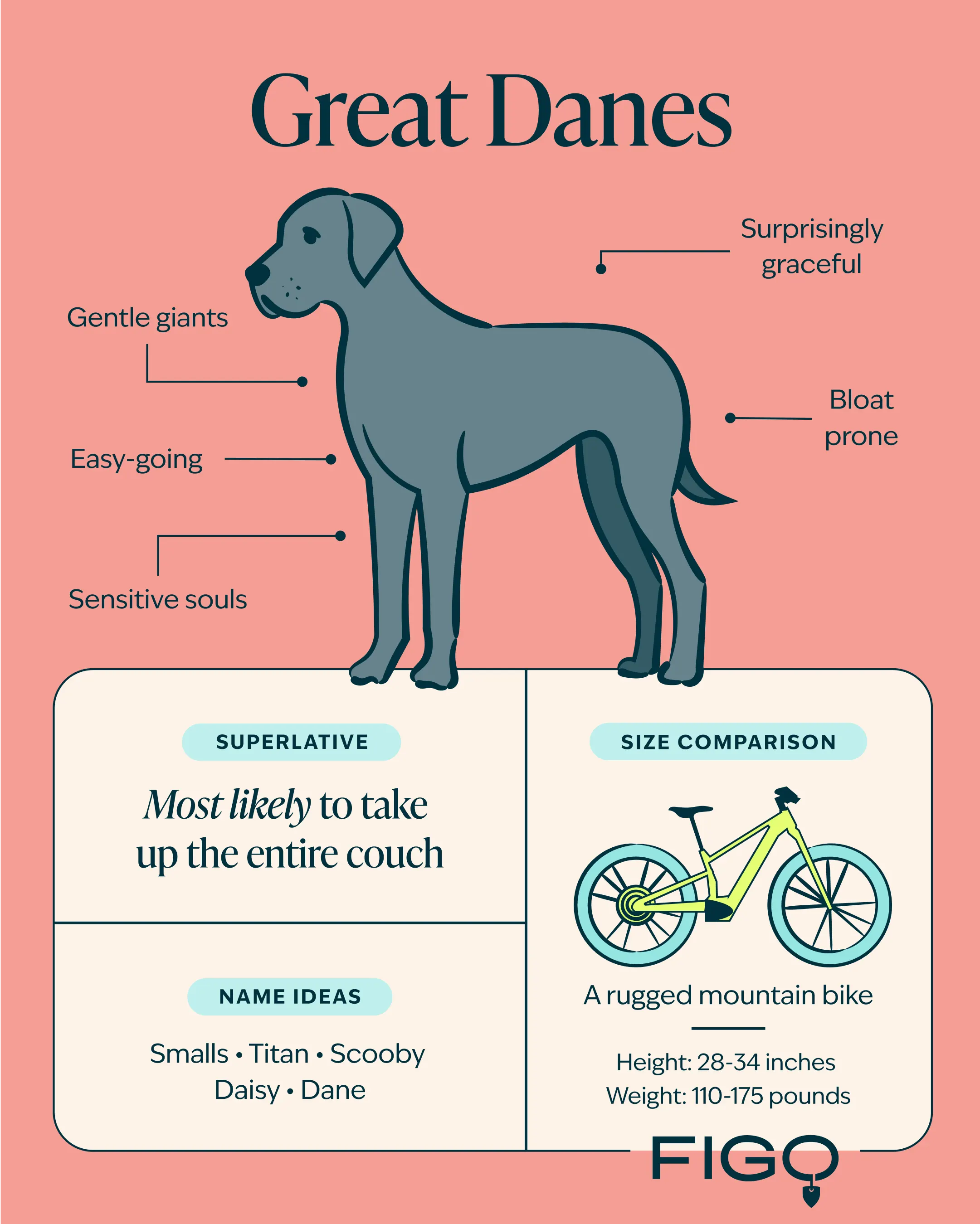 Great Dane breed guide illustration