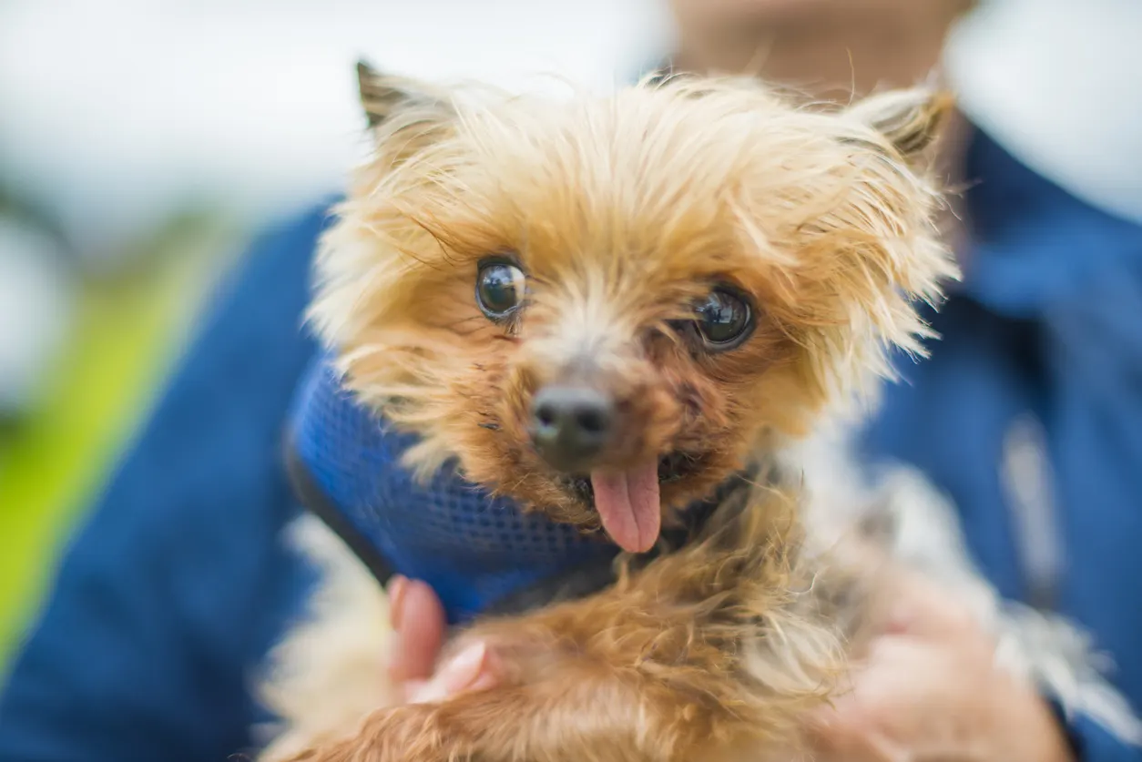 small dog with tongue sticking out is held by owner