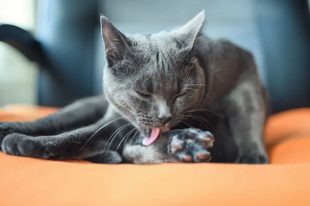 Behavioral Changes in Cats - Warning Signs to Watch out for