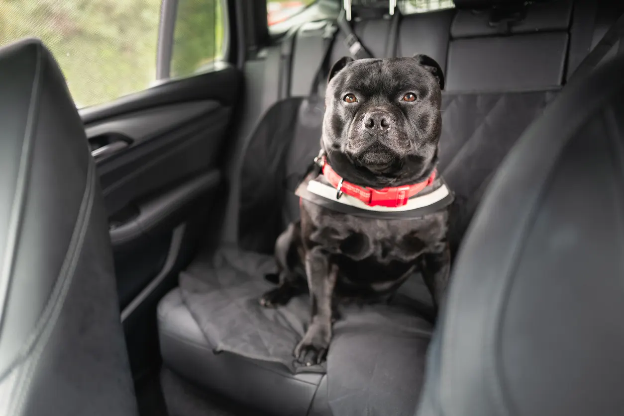 Pitbull in car