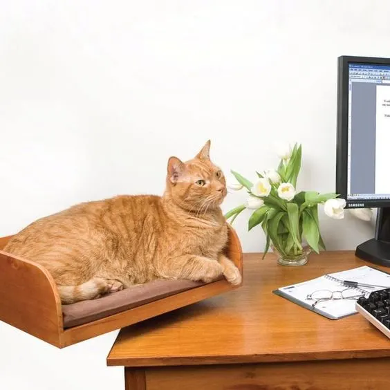 cat bed on desk