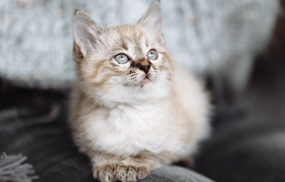 5 cat adoption tips
