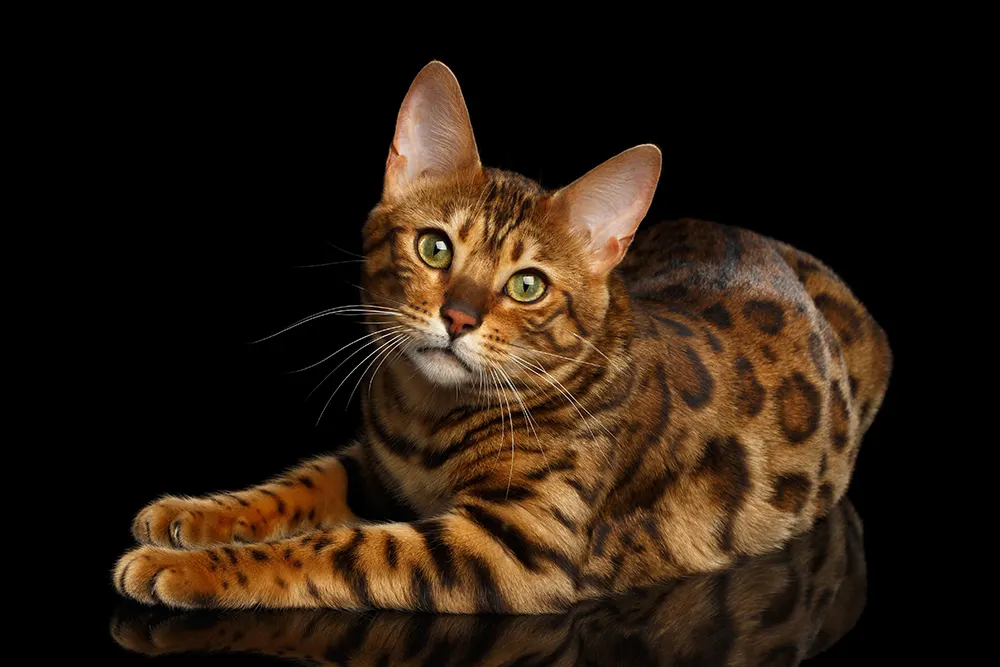 Getting to know the Bengal cat