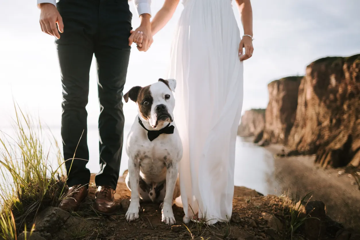 bulldog standing with married couple on cliffs overlooking water