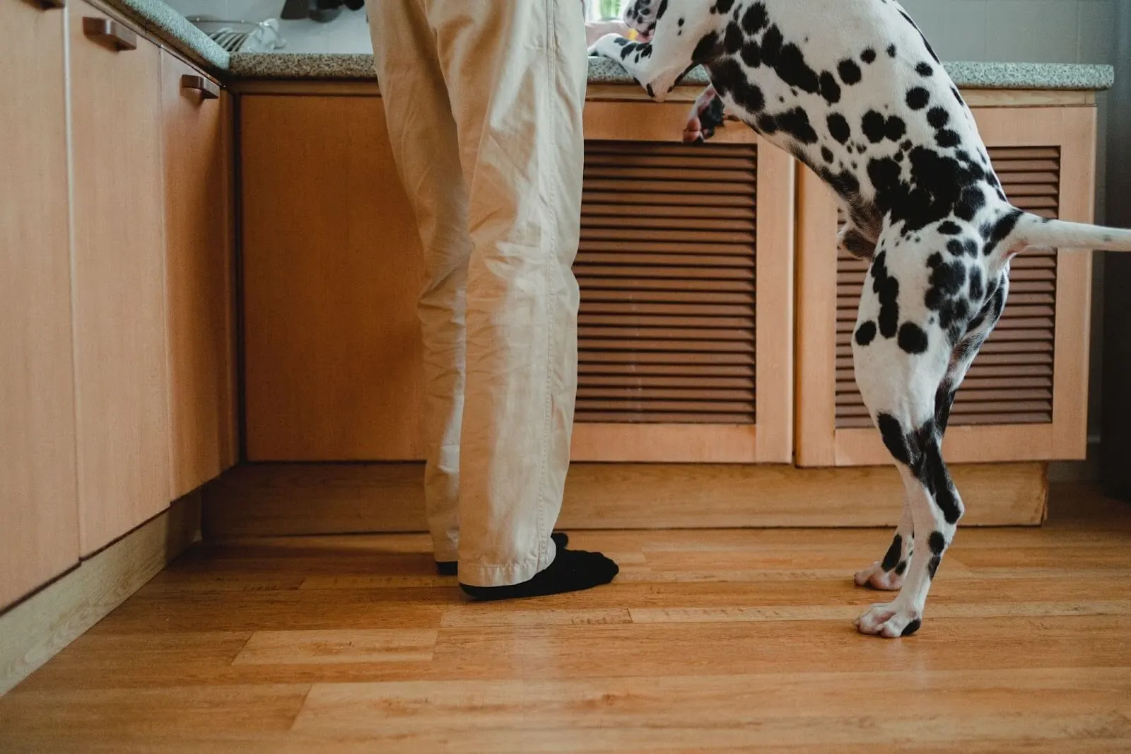Dalmatian jumping up on owner