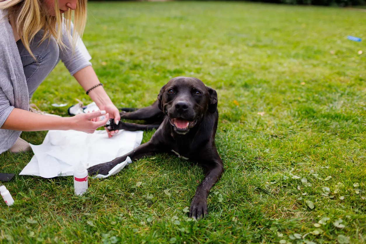 dog getting care outside by woman for its mobility issues