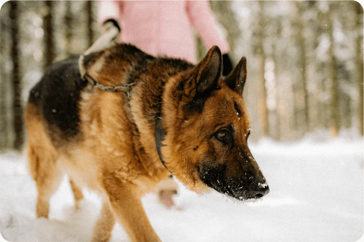 German shepherd walking with owner in snow