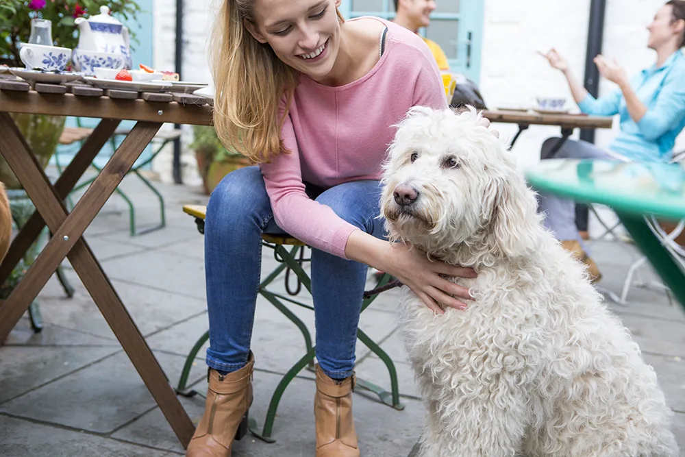 Explore the dog friendly restaurant scene