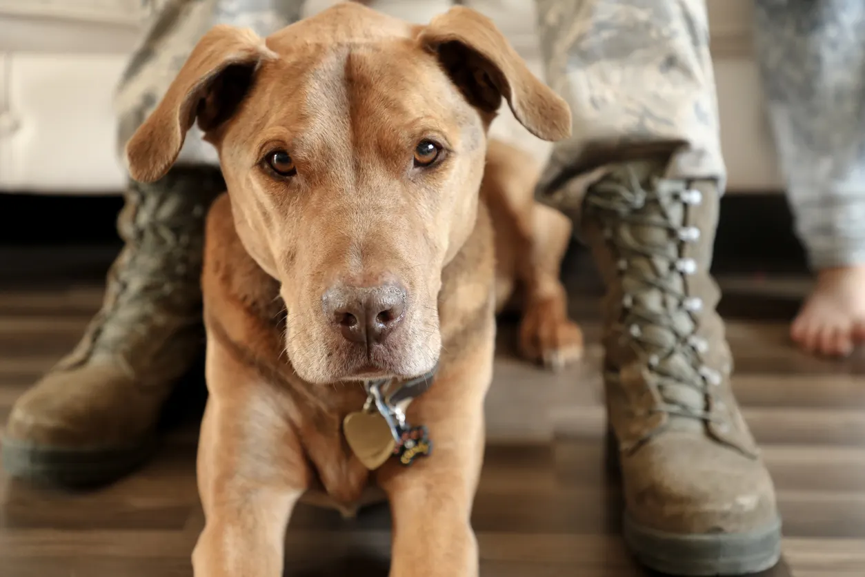 dog sitting at feet of war veteran