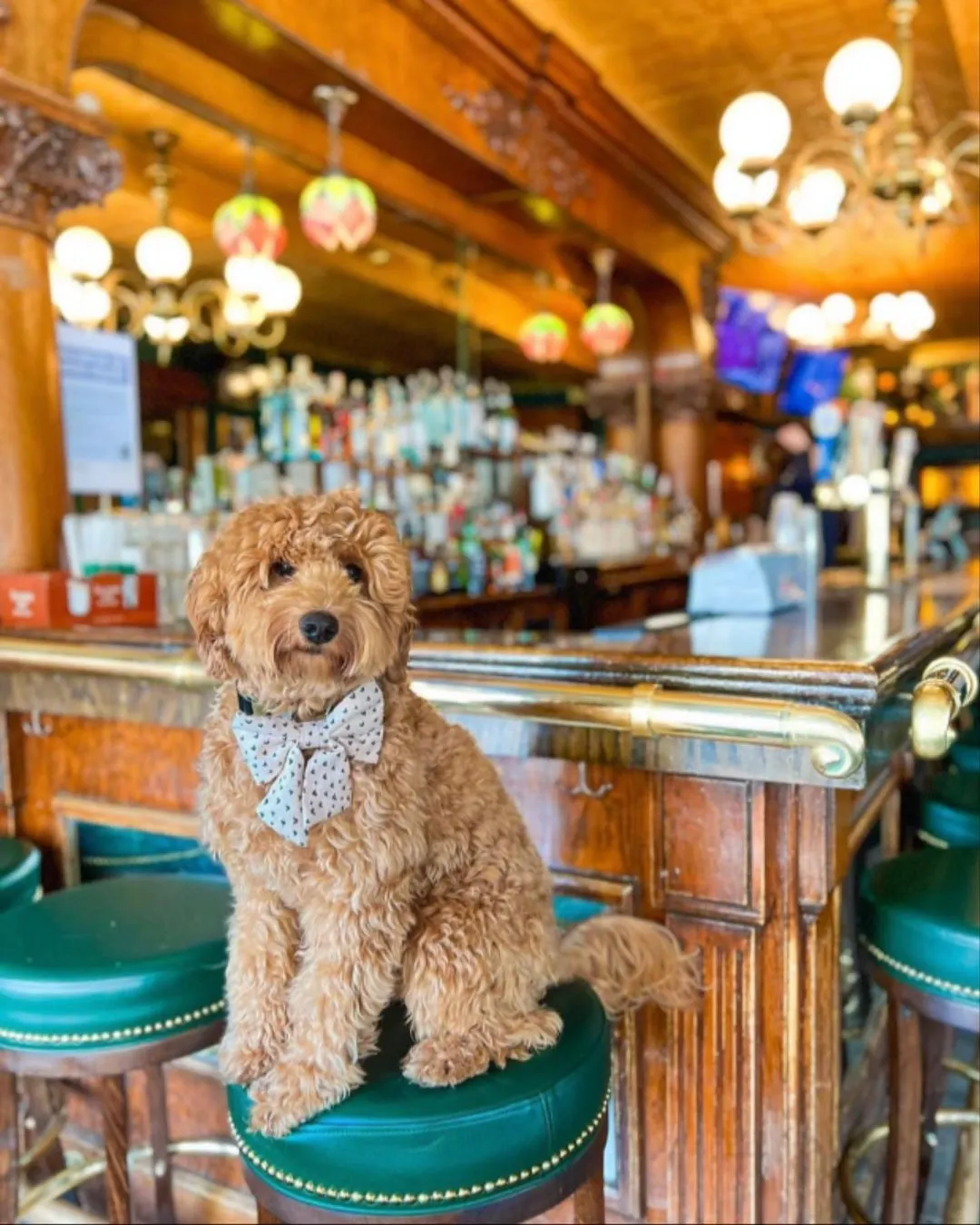 Dog sitting on stool in bar