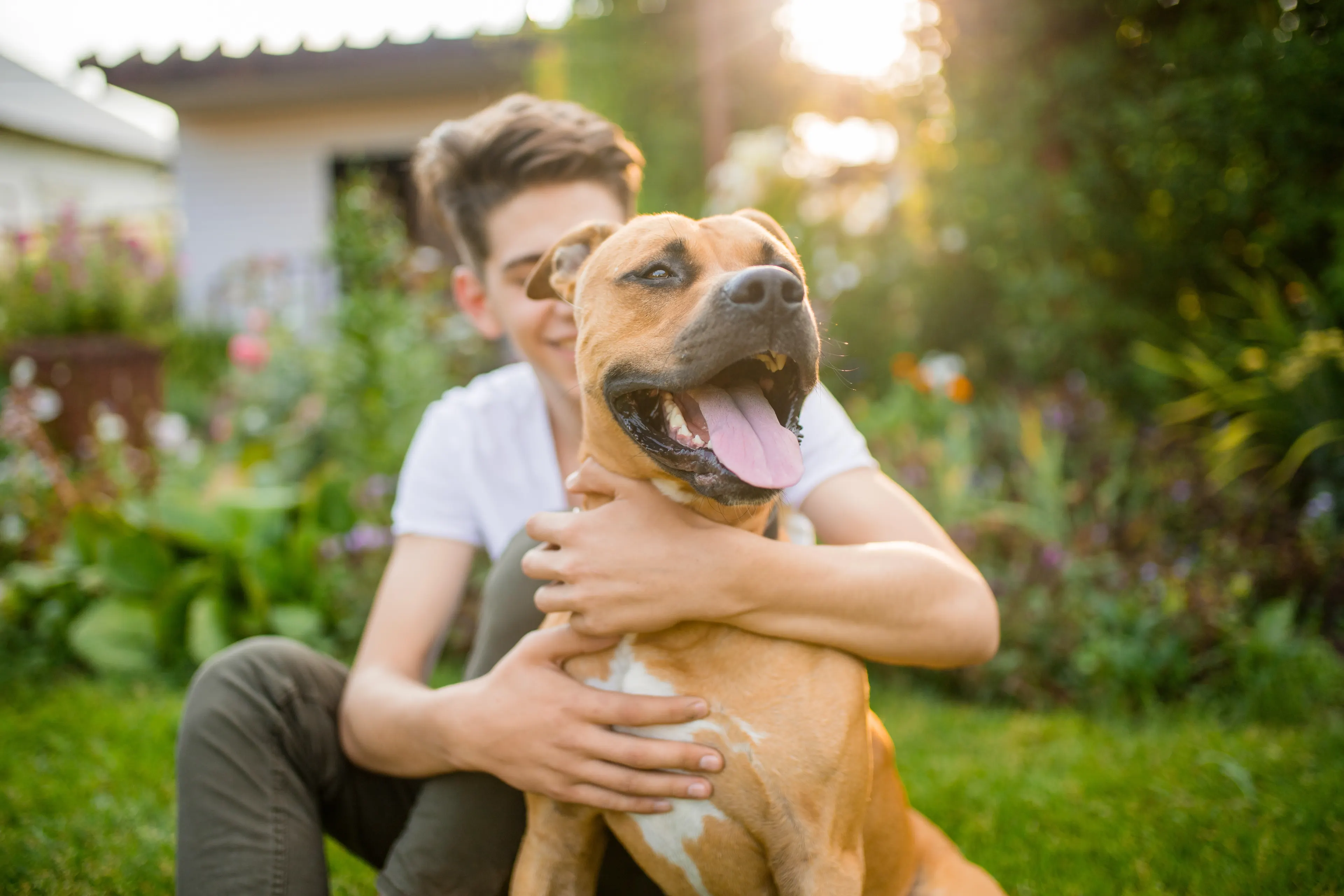 A happy boxer with his owner sitting in the grass