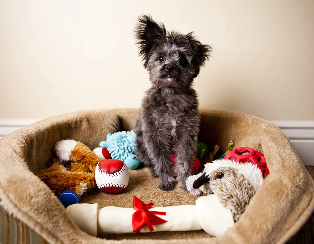5 dog toys that are everyday practical
