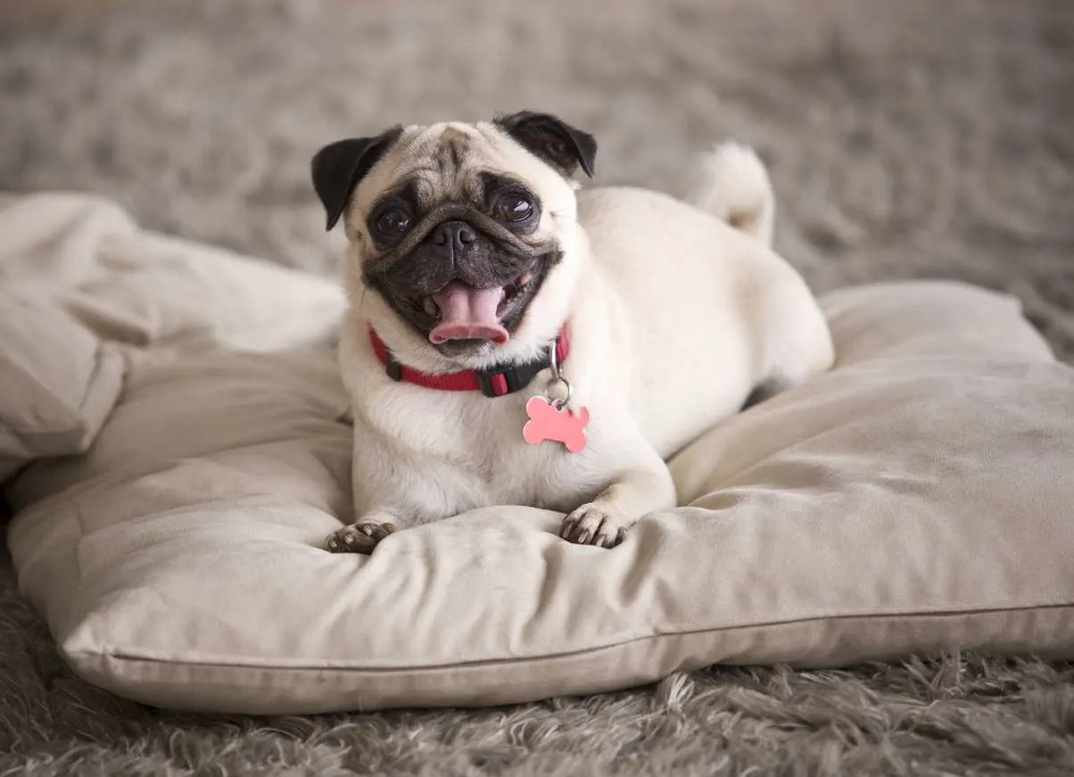 pug laying on couch