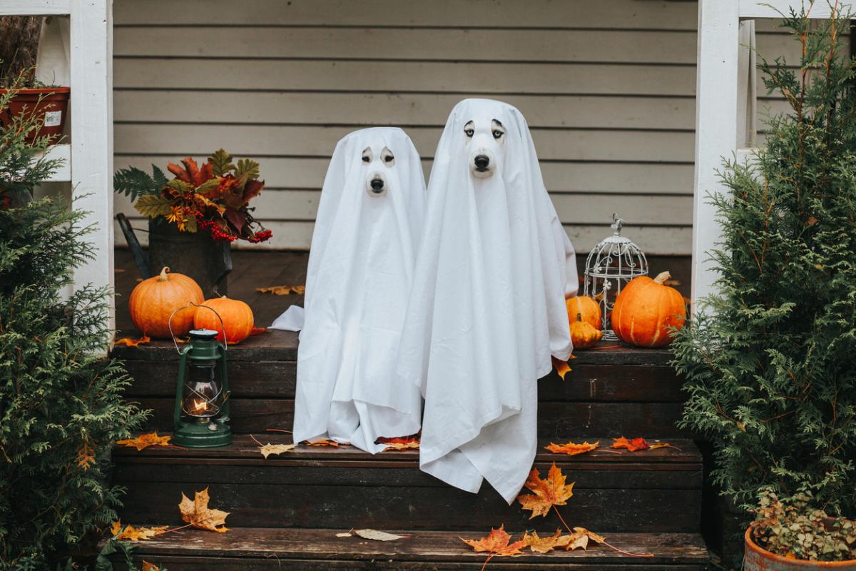Two Golden Retrievers dressed up in ghost costumes on porch