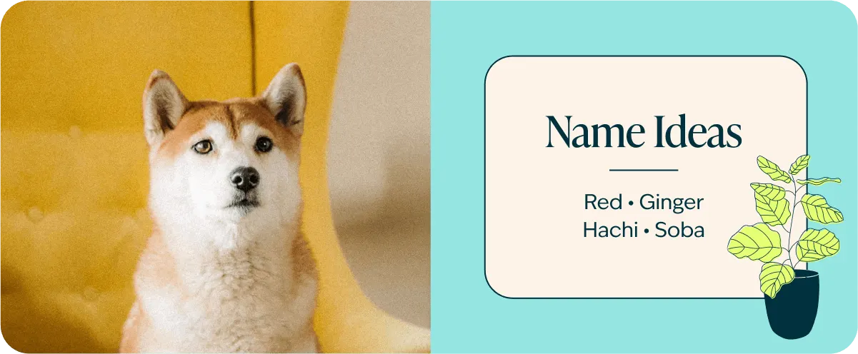 figo-breed-guide-Shiba Inu-names