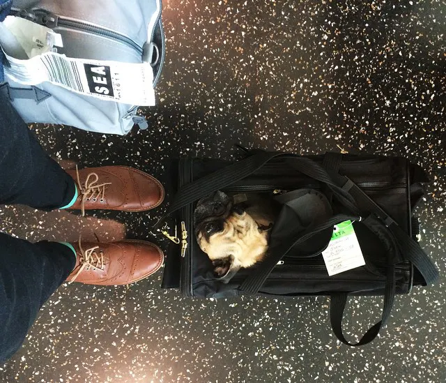 How to prepare for air travel with your pet