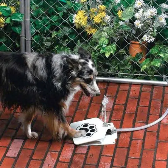 dog playing with water fountain