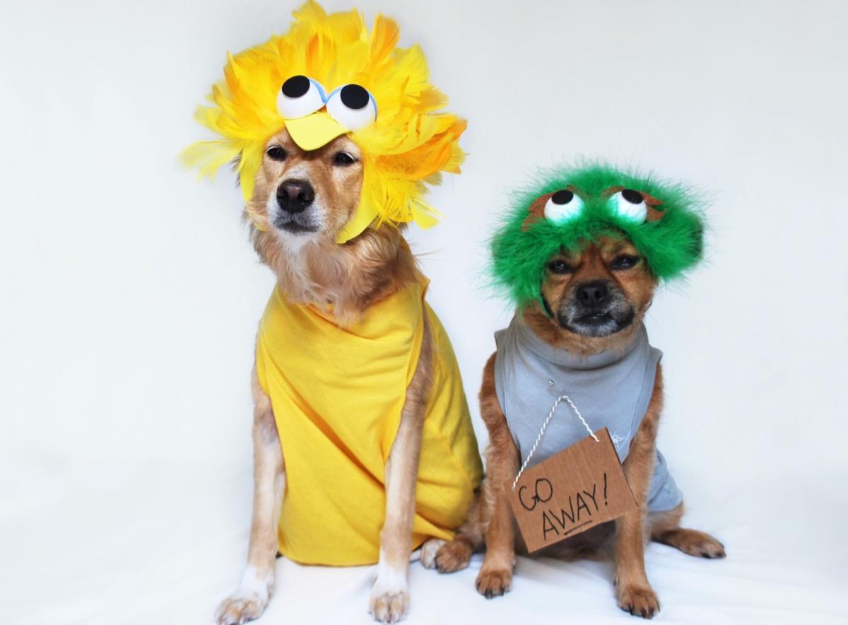 Two dogs dressed up as Big Bird and Oscar the Grouch
