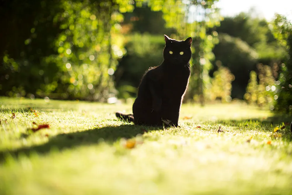 Do cats have night vision?