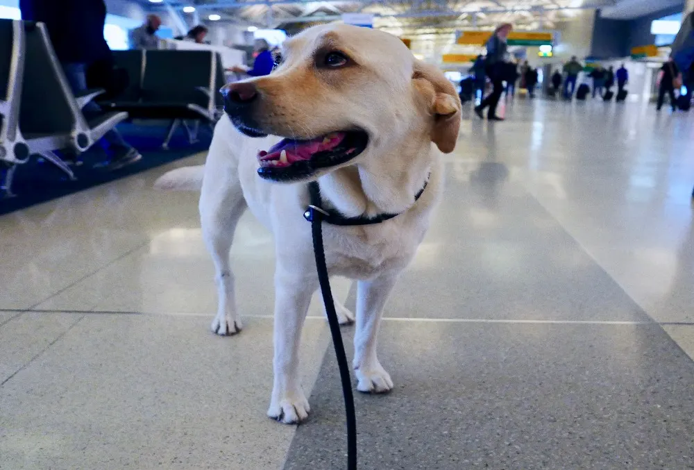 Tips for Flying with Your Dog