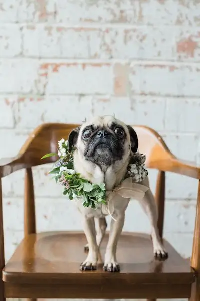Small dog on chair with flower collar on for wedding