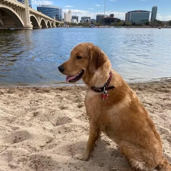 medium sized dog on sandy beach near water