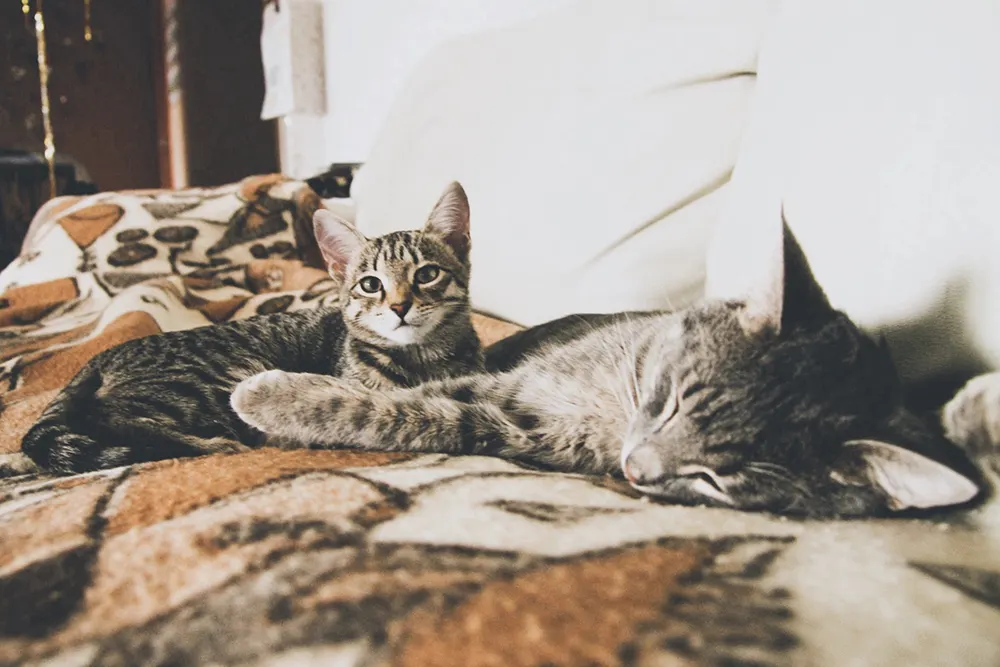 Transitioning adopted cats in new home
